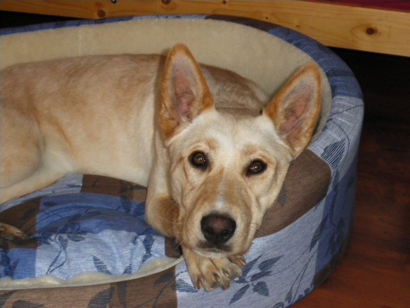 Toundra malinoise croisée labrador! une chienne adorable!!!!  Imgp1511