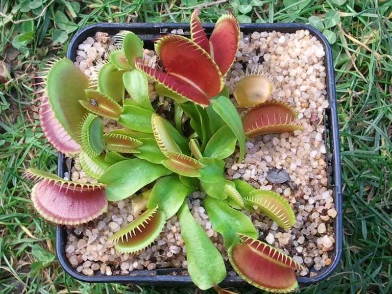 Dionaea "Jumbo" Jumbo12