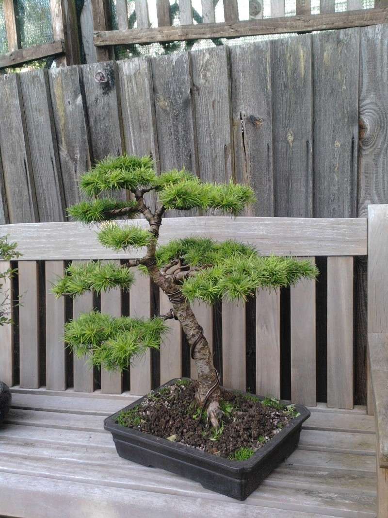 Shaggy Larch Post - Complete Defoliation? Photo014