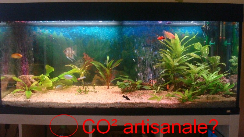 Mon aquarium de 240L =) Dsc05810