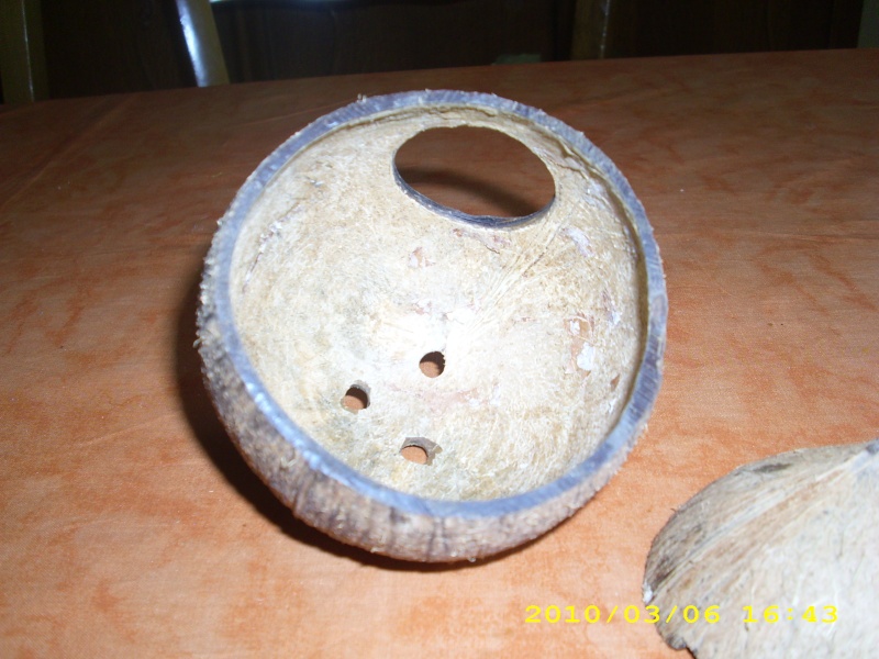 Une vraie noix de coco en décor Dsci3211