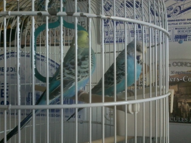voici mes 2 perruches Photo010