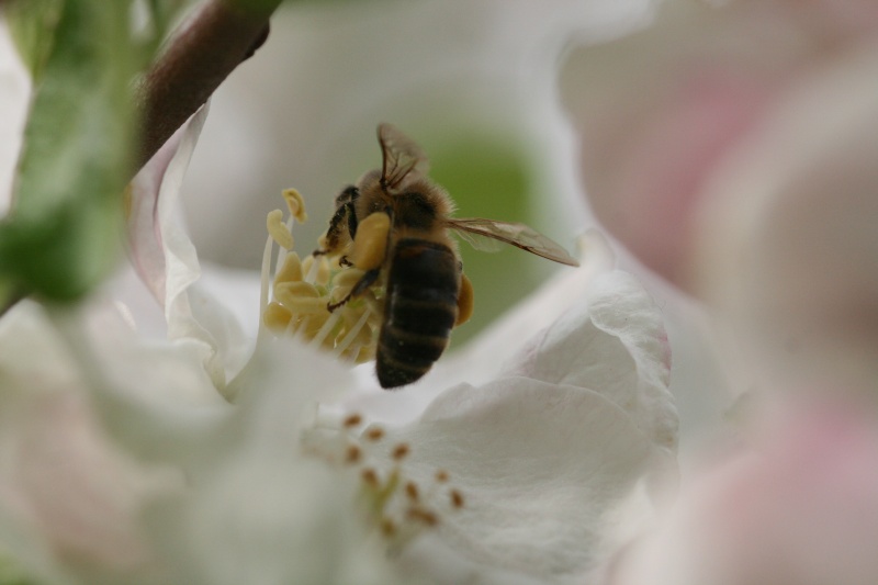 Vol d'abeilles Img_1412