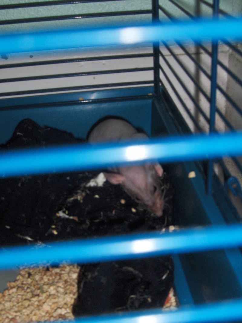 Sparky et Eddy ! Nouvelles photos p.2 dans leur cage ! Copie_12