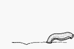 Sangsues ? CAT ? Hirudi10