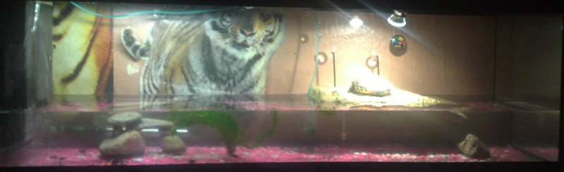 Mon nouvel Aquarium et mes petites puce 09052015