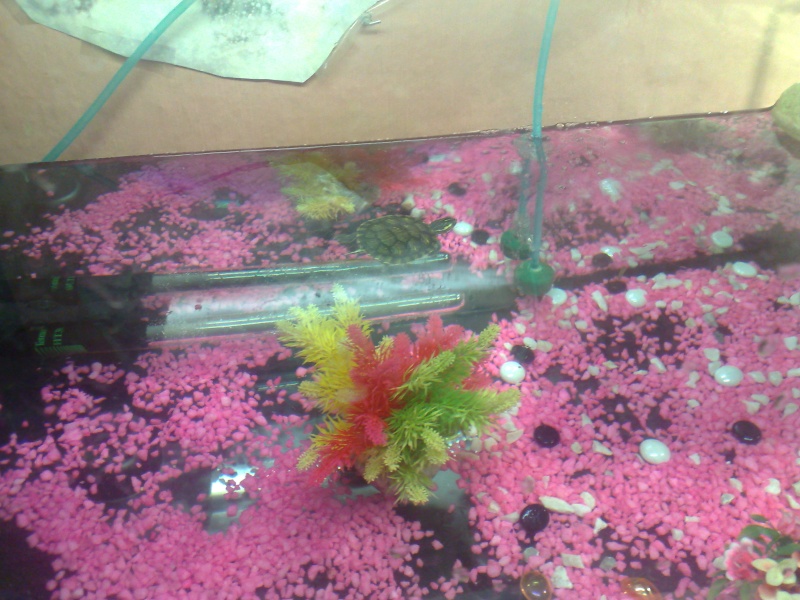 Mon nouvel Aquarium et mes petites puce 12052011