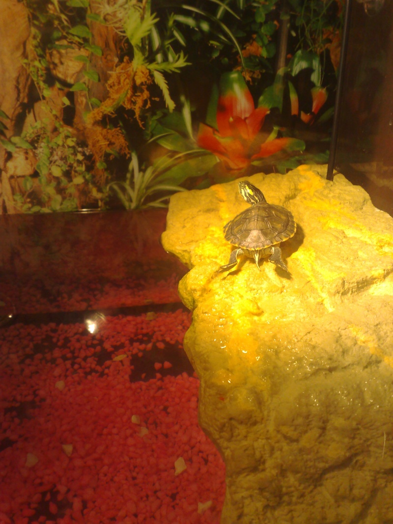 Mon Aquarium & mes Tortues 29052014