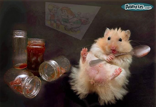 mon autruche hamster ! - Page 3 Hamste16