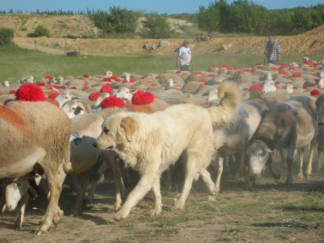 Fête de la transhumance du Mas Dieu Dscn5021