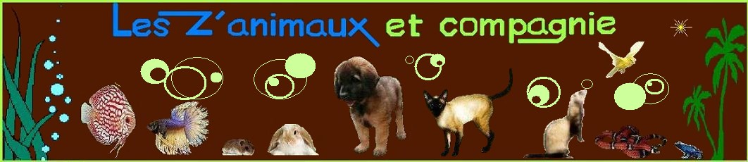 Les Z'animaux et compagnie