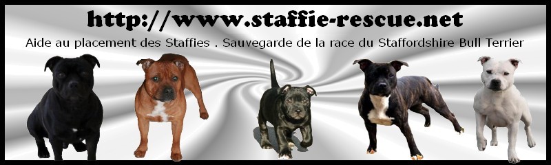 STAFFIE RESCUE - Comment nous aider : Bannia10