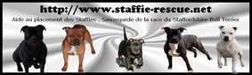 STAFFIE RESCUE - Comment nous aider : Bannie12