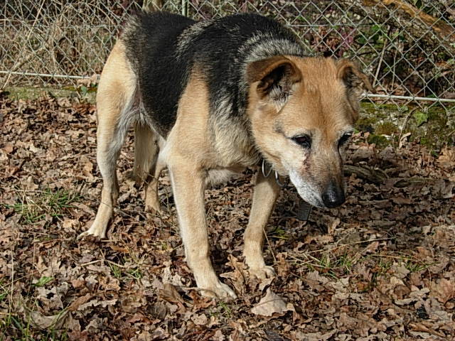 Grosse urgence ! BA attachée ,vivant dehors 12ans, euthanasie FIN FEVRIER! Gers(32) D3c02510