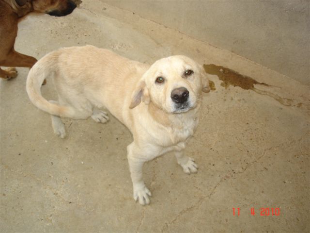 Voyou chien martyrisé et abandonné Guadeloupe Dsc09210