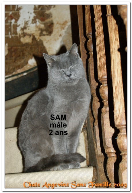 Sam, mâle typé chartreux de 2ans Felv + Asso CASF (49) Sam11