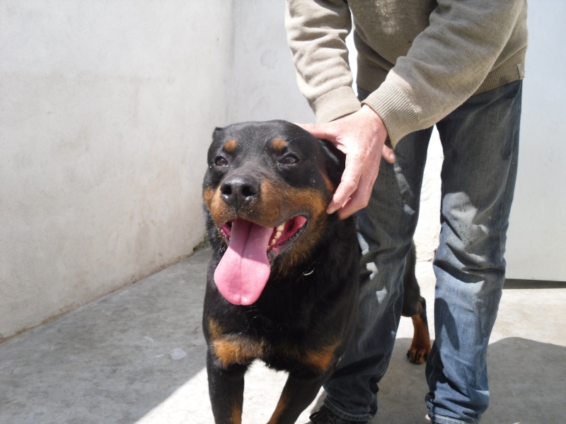 Urgent pour tyson rottweiler (16) Sdc11310