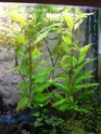 plantes d'aquarium P1080712