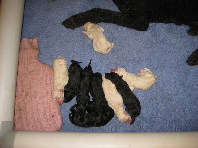 Puppies on the way, I'd say......... - Page 2 Lily_a10