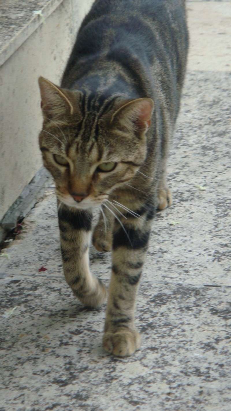 DEWEY petit chaton tigré dispo en Aout 2009 - Page 3 Dsc01010