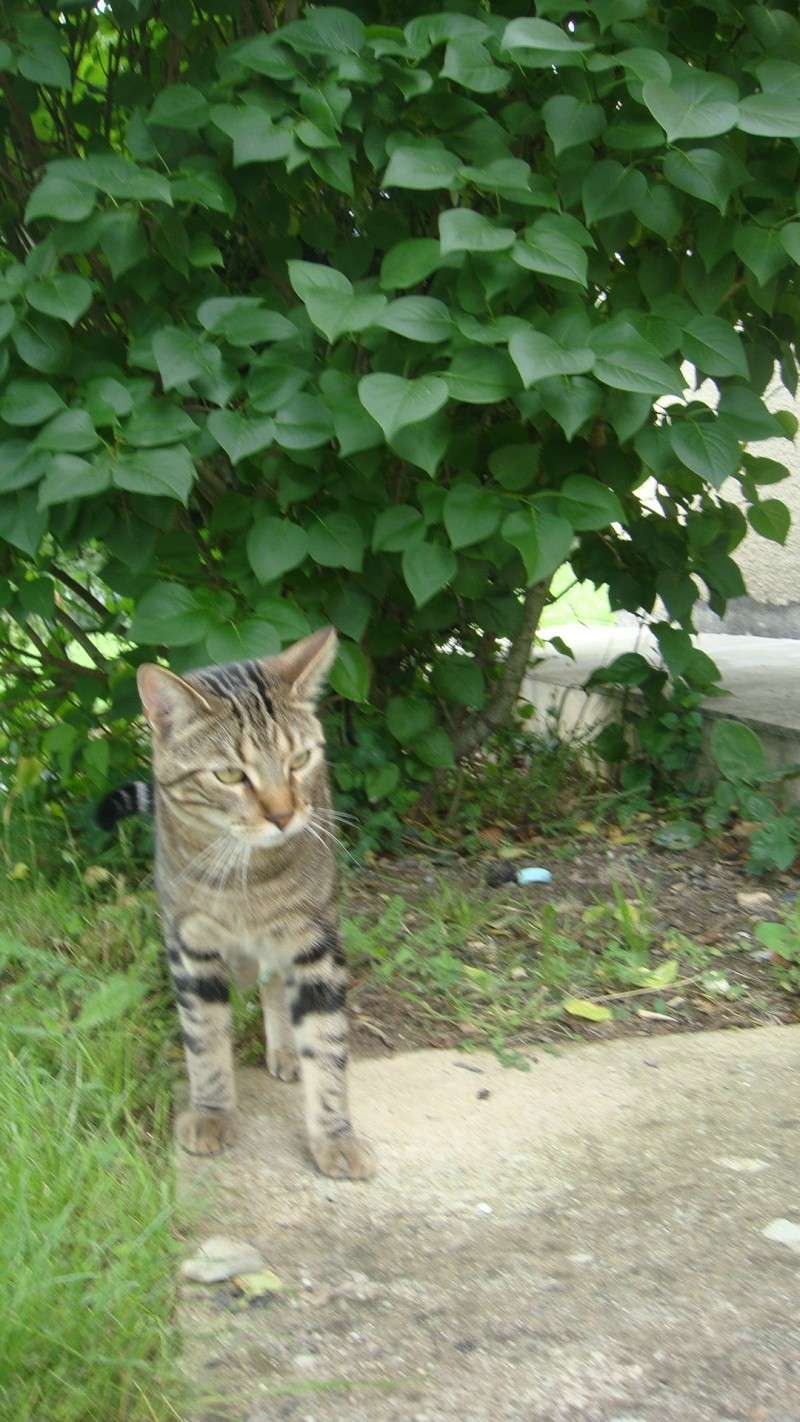 DEWEY petit chaton tigré dispo en Aout 2009 - Page 3 Dsc01014