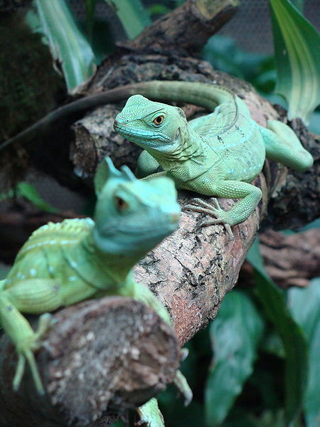 Basiliscus plumifron - Basilic vert 450px-10