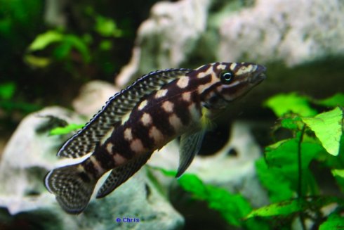 Julidochromis marlieri - Cichlidé damier Img03710