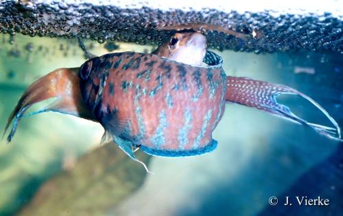 Macropodus opercularis - Poisson paradis Macrop12