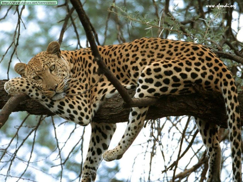 India, leopardo assale sette persone in un villaggio Leopar10