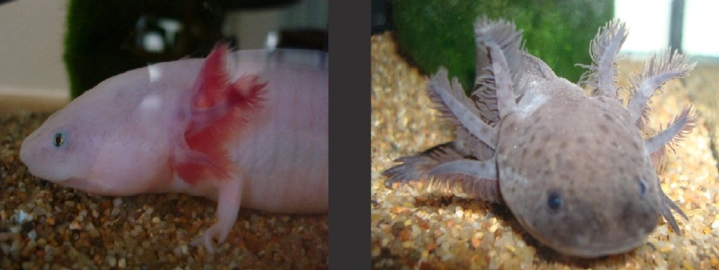 Reproduction Axolotls Charli15