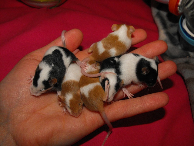 [A l'adoption urgent] 6 souris dont une femelle pleine en FA Babas_17