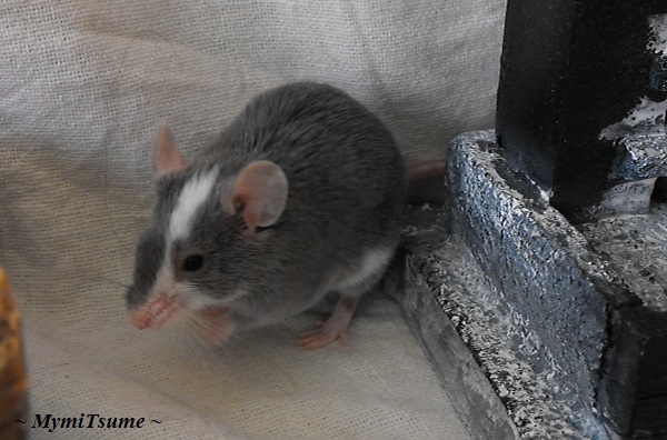 [A l'adoption urgent] 6 souris dont une femelle pleine en FA Haiiro10