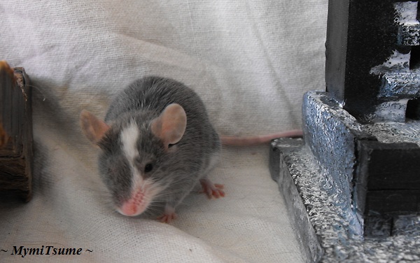 [A l'adoption urgent] 6 souris dont une femelle pleine en FA Haiiro11