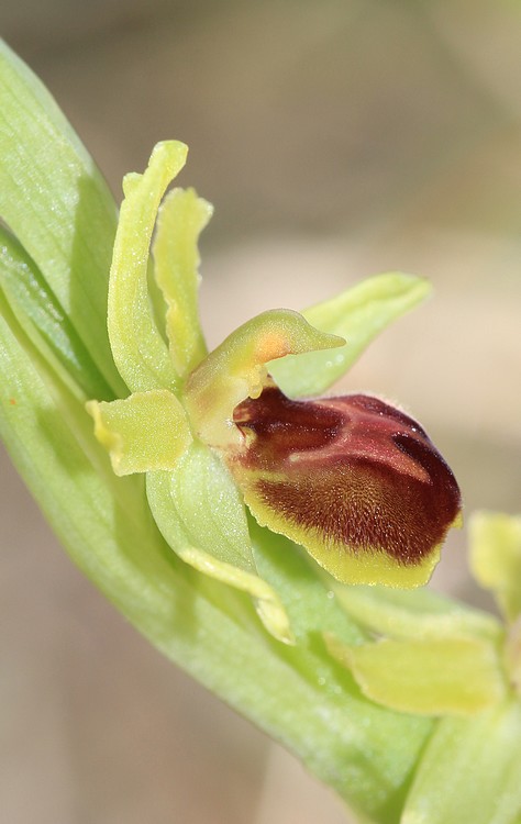 Ophrys litigiosa ( araneola ) 00110