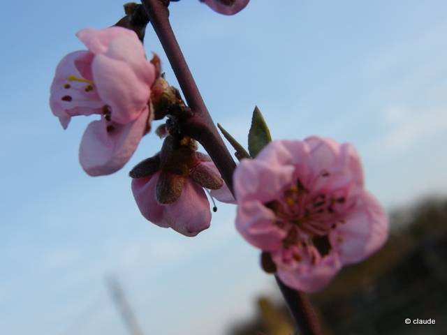 Concours photo du mois de mars 2011 "les arbres fruitiers en fleurs" - Page 5 Dscf9518