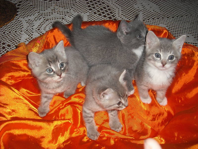 Petits chats gris mélange de deux races à acheter 300 € Chaton15