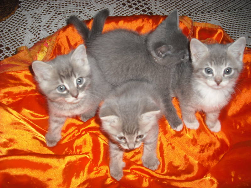 Petits chats gris mélange de deux races à acheter 300 € Chaton16