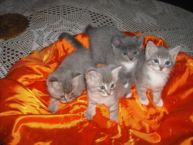 Petits chats gris mélange de deux races à acheter 300 € Chaton17
