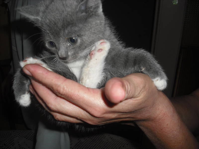 Petits chats gris mélange de deux races à acheter 300 € Chaton18