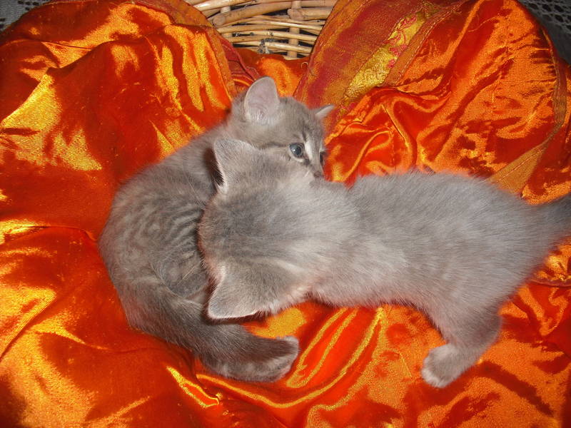 Petits chats gris mélange de deux races à acheter 300 € Chaton20