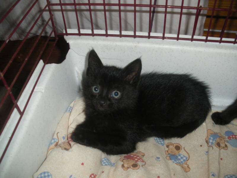 Flèche et Moka, deux adorables soeurs d'un mois et demi à adopter Chaton35