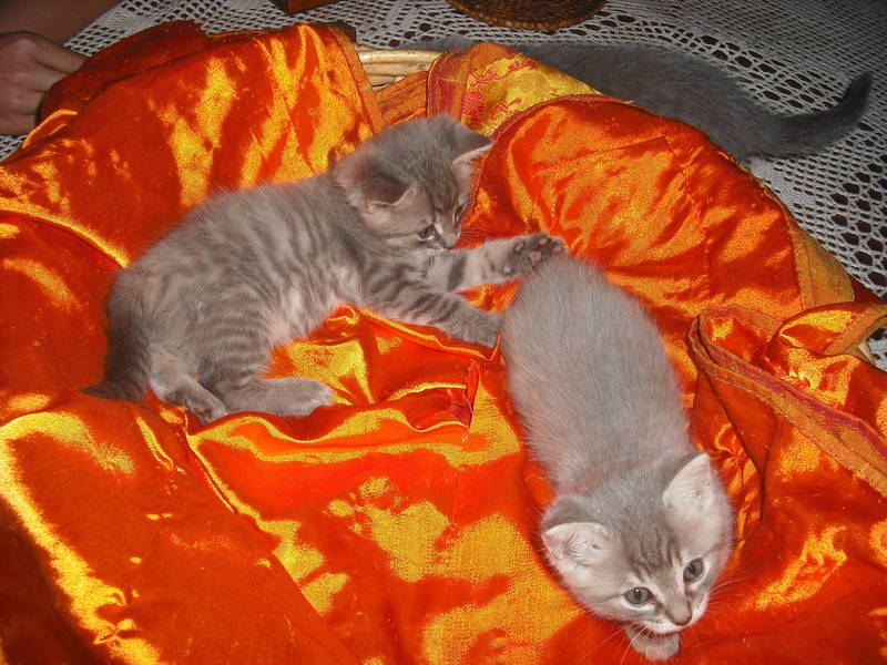 Petits chats gris mélange de deux races à acheter 300 € Chatro10