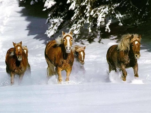 Des photos de tous les animaux que vous aimez Cheval21