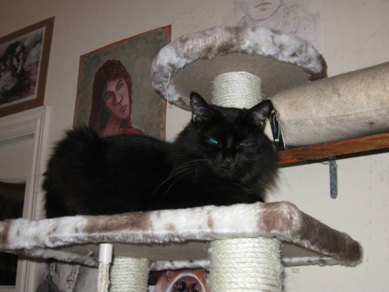 Duchesse magnifique chatte noire à poils longs à adopter Duchel10