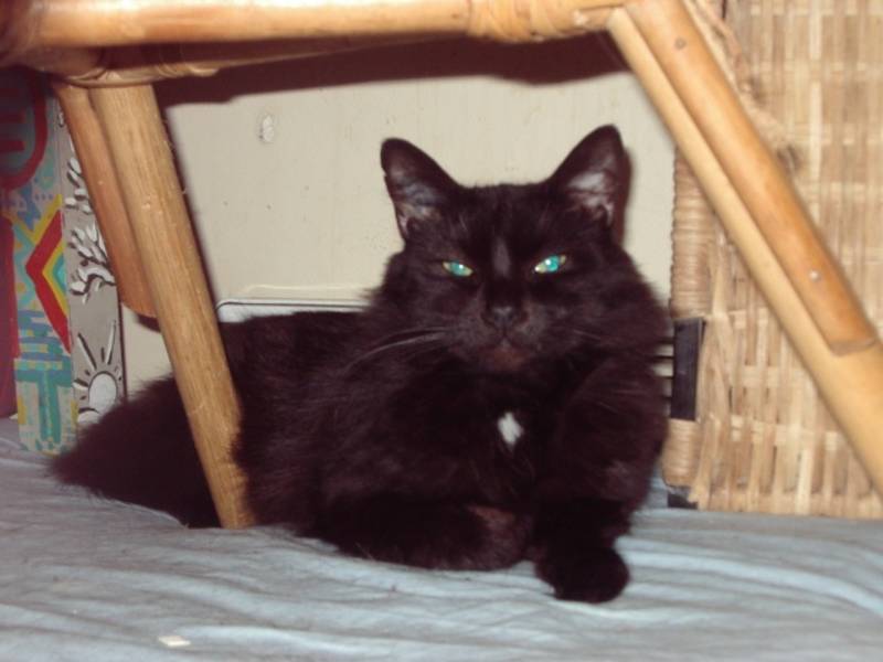 Duchesse magnifique chatte noire à poils longs à adopter Duches10