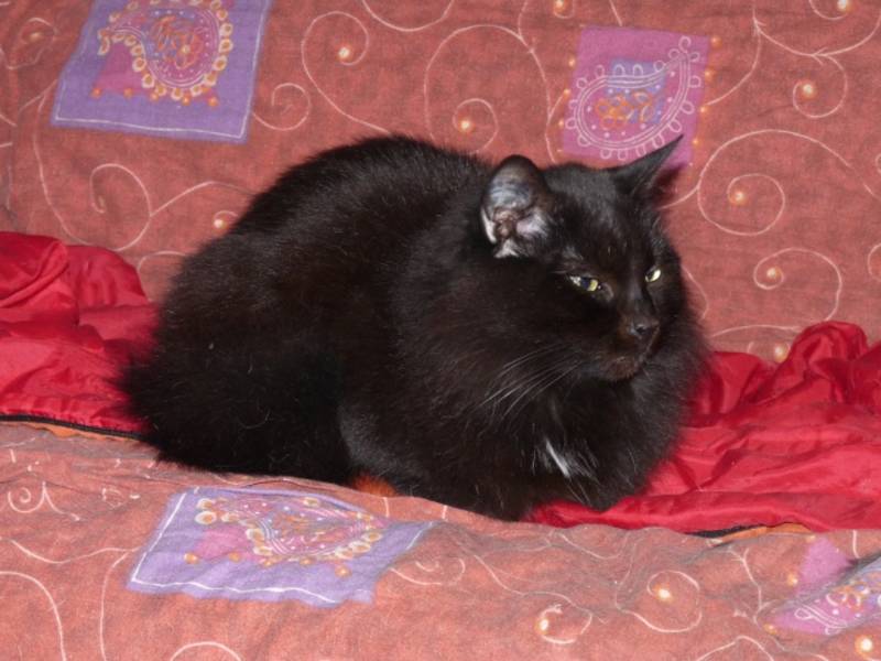 Duchesse magnifique chatte noire à poils longs à adopter Duches11