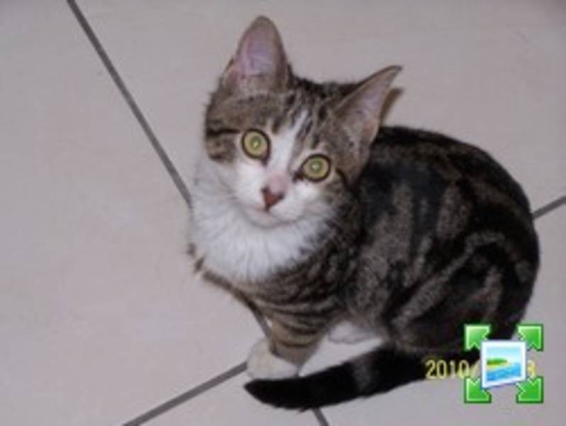 Looréa petite minette de 3 mois à adopter sur Villejuif tigrée (chaton) Lorea_10