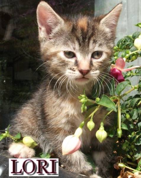 2 petites chattes à adopter en association (77) Lori_a10