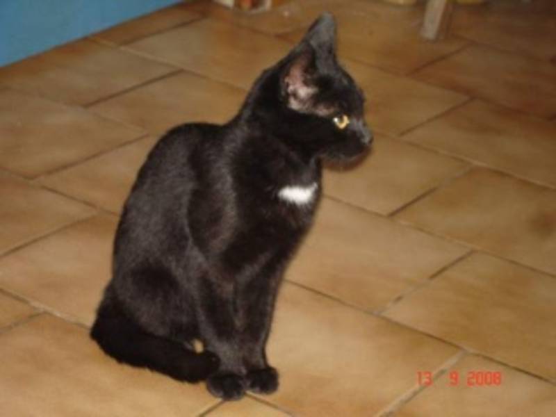 Nera petite chatte de 9 mois noire avec un médaillon blanc Nera_a10
