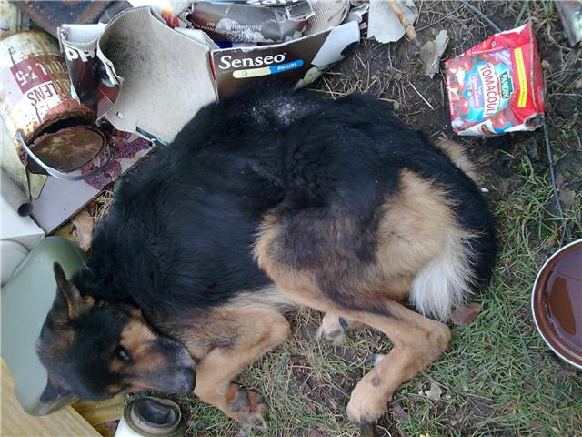 Urgent un berger allemand en grand danger plus que 14 kg Texas_10